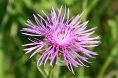 Wiesenflockenblume-040.jpg